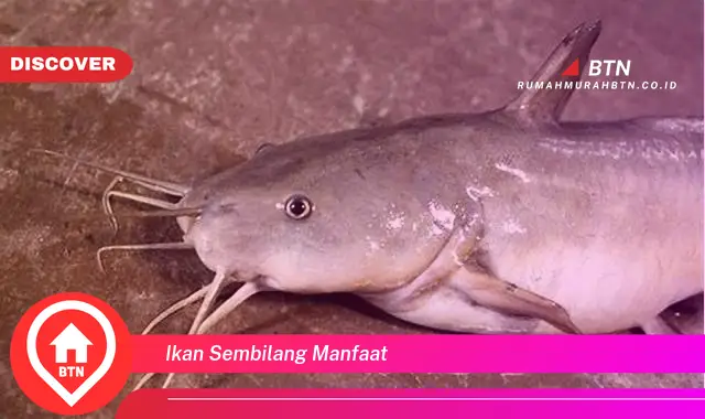 ikan sembilang manfaat