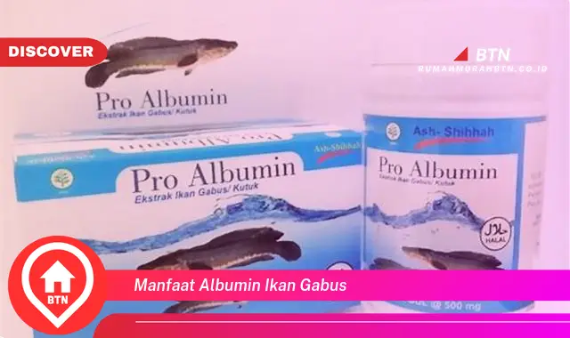 manfaat albumin ikan gabus