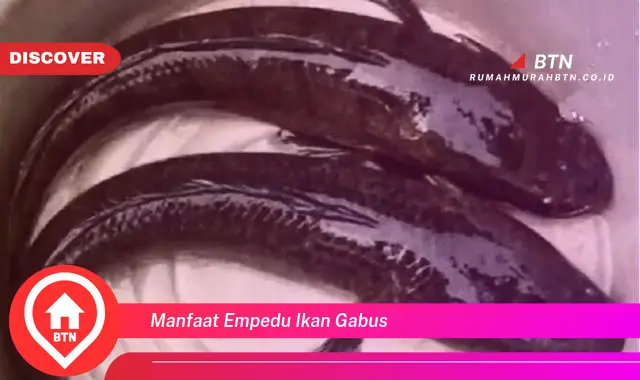 manfaat empedu ikan gabus