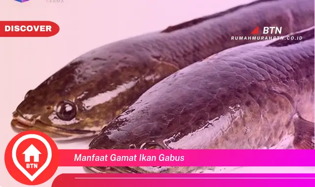 manfaat gamat ikan gabus