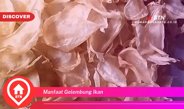 manfaat gelembung ikan