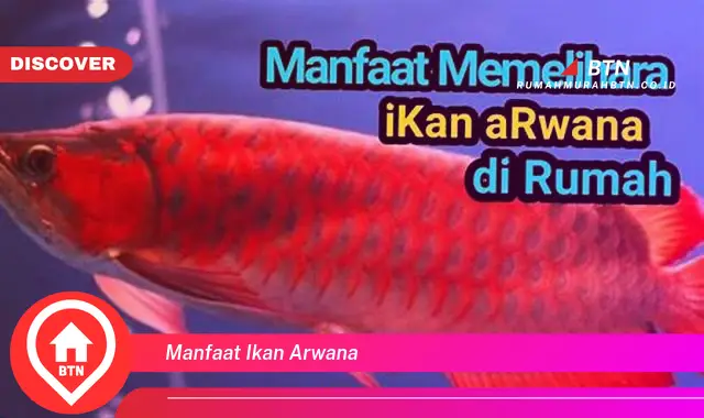 manfaat ikan arwana