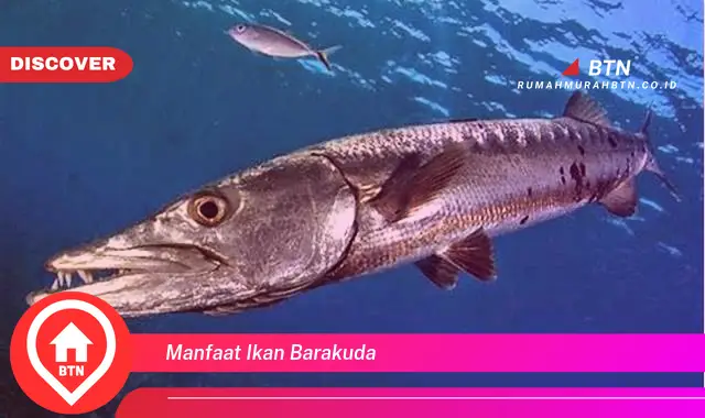 manfaat ikan barakuda