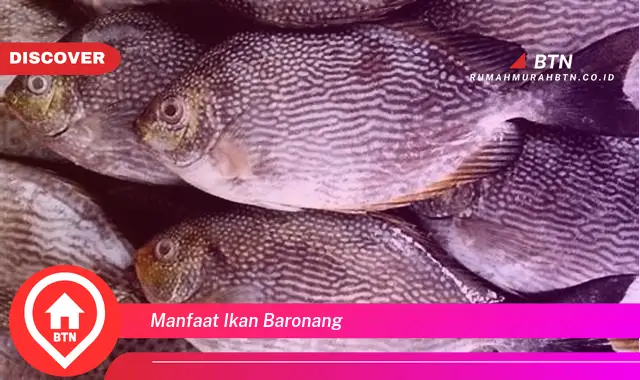 manfaat ikan baronang