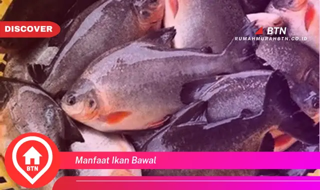 manfaat ikan bawal