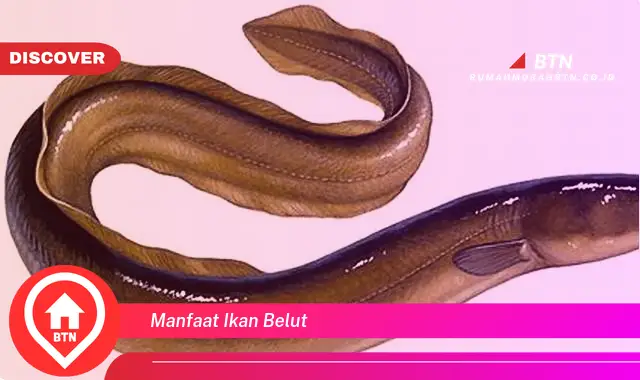 manfaat ikan belut