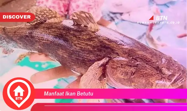 manfaat ikan betutu