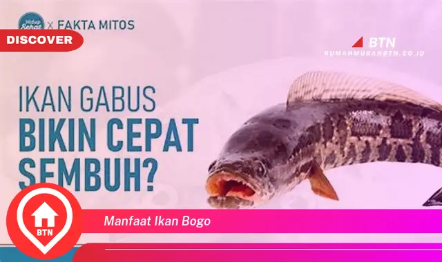 manfaat ikan bogo