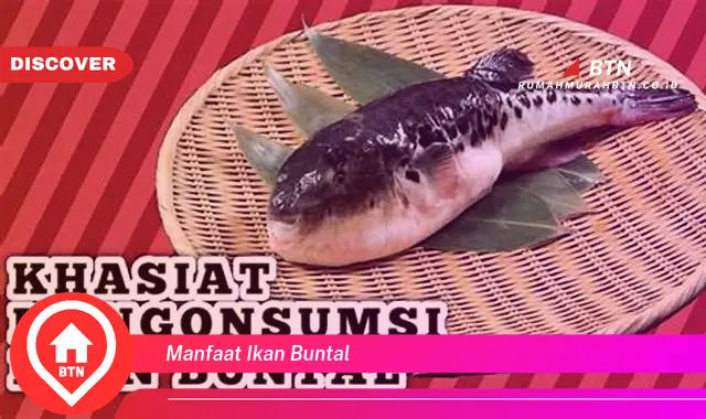 manfaat ikan buntal