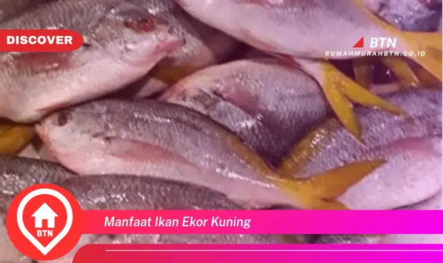 manfaat ikan ekor kuning