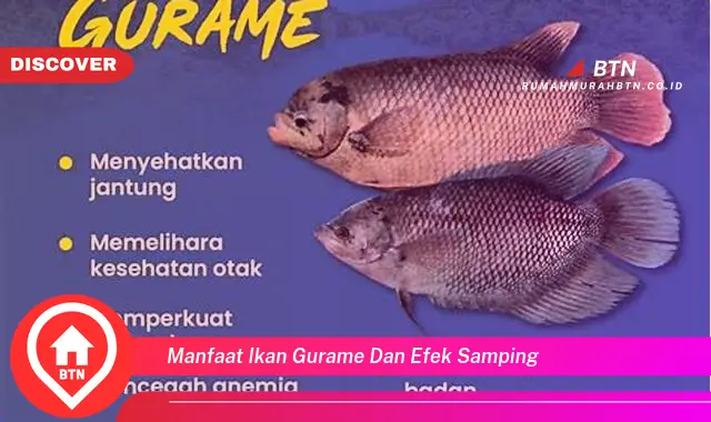 manfaat ikan gurame dan efek samping