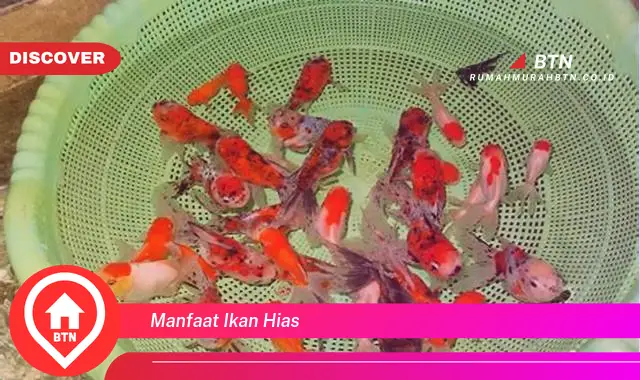 manfaat ikan hias