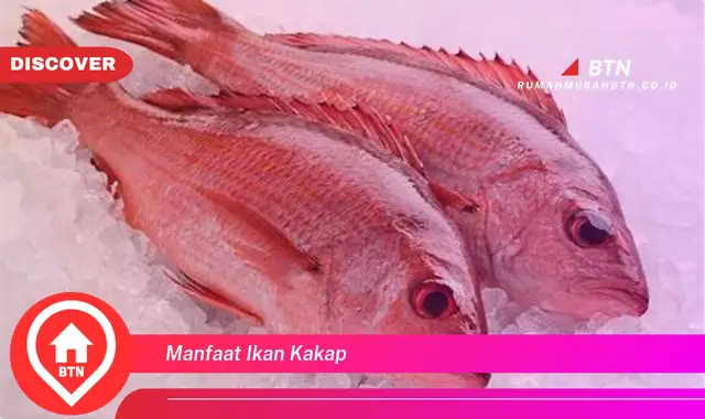 manfaat ikan kakap