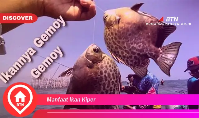 manfaat ikan kiper