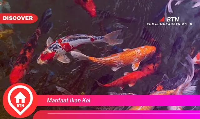 manfaat ikan koi