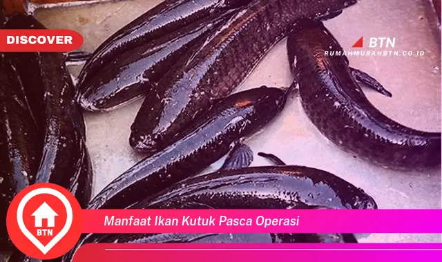 manfaat ikan kutuk pasca operasi