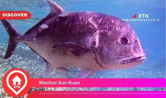 manfaat ikan kuwe