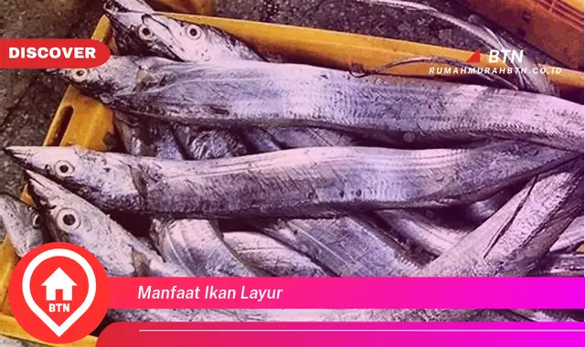 manfaat ikan layur