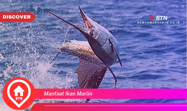 manfaat ikan marlin