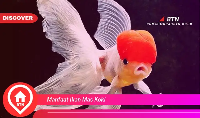 manfaat ikan mas koki