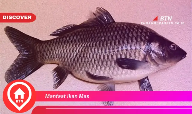 manfaat ikan mas