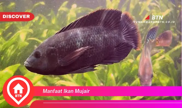 manfaat ikan mujair