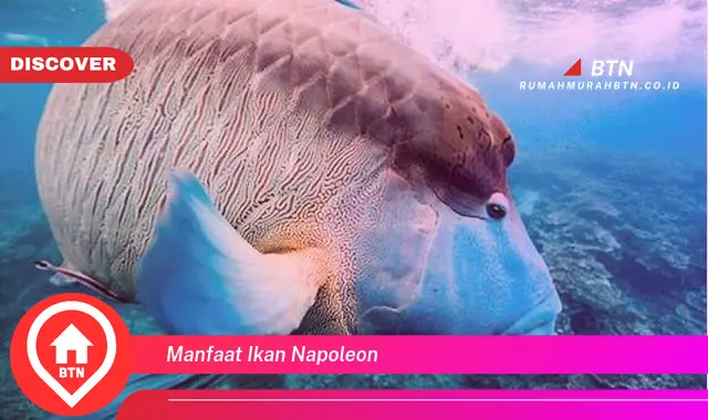 manfaat ikan napoleon