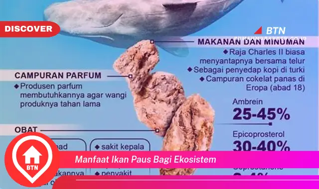 manfaat ikan paus bagi ekosistem