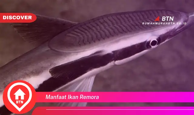 manfaat ikan remora