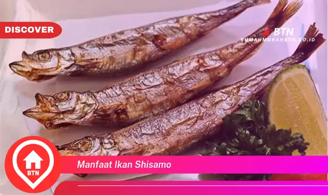 manfaat ikan shisamo