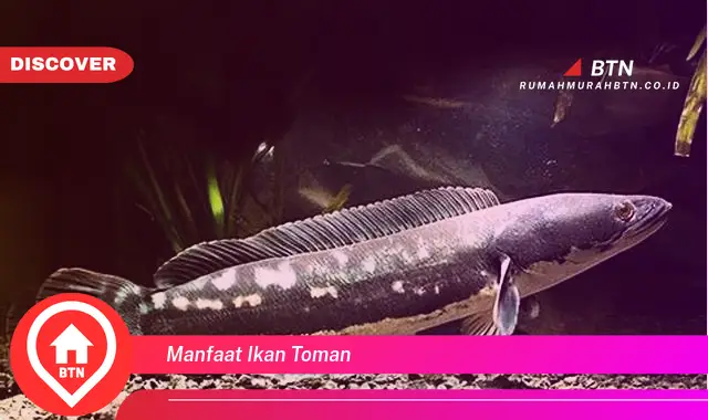 manfaat ikan toman