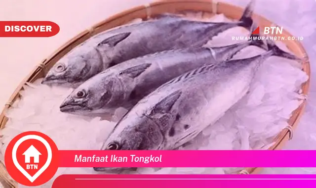 manfaat ikan tongkol