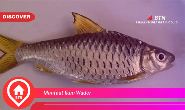 manfaat ikan wader