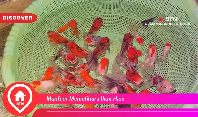 manfaat memelihara ikan hias