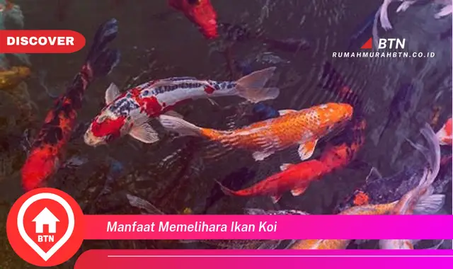 manfaat memelihara ikan koi