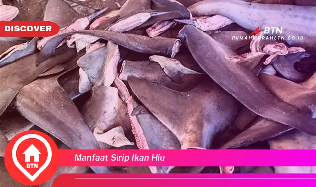 manfaat sirip ikan hiu