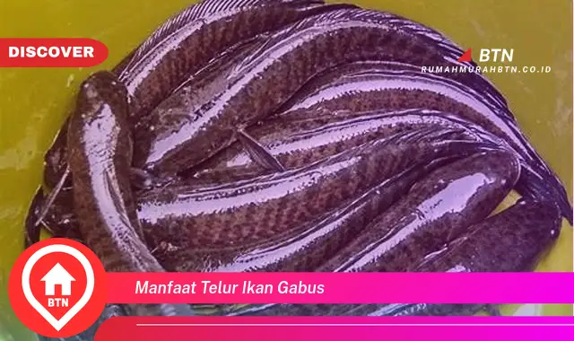 manfaat telur ikan gabus