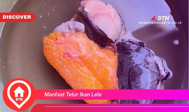 manfaat telur ikan lele