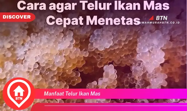 manfaat telur ikan mas