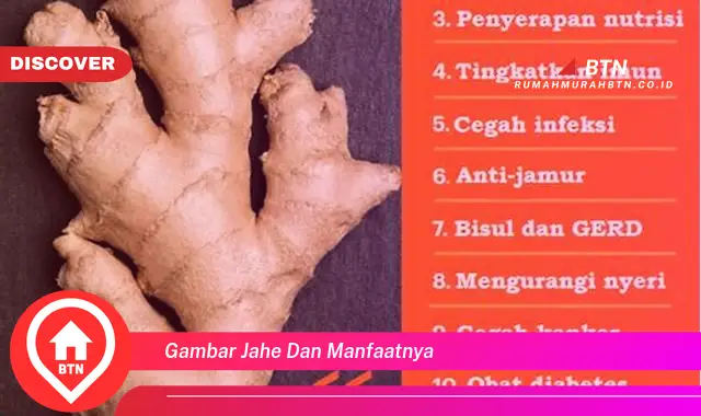 gambar jahe dan manfaatnya