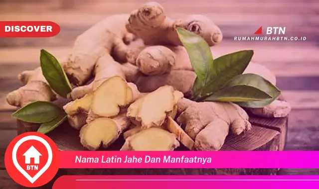 nama latin jahe dan manfaatnya