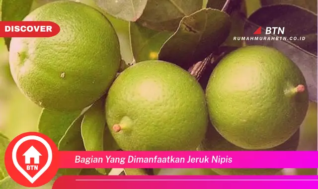 bagian yang dimanfaatkan jeruk nipis