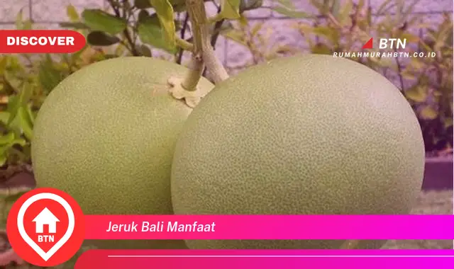 jeruk bali manfaat