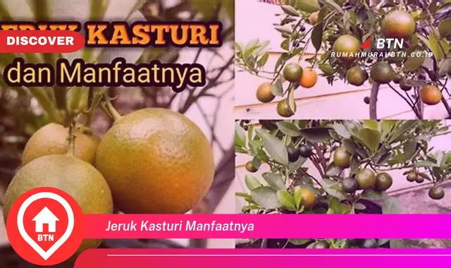 jeruk kasturi manfaatnya