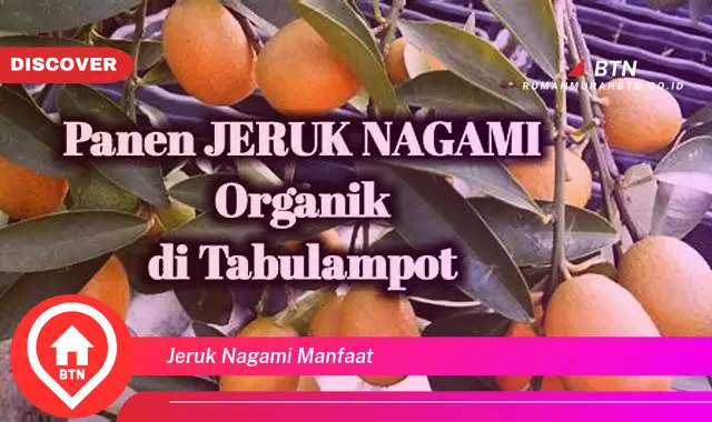 jeruk nagami manfaat