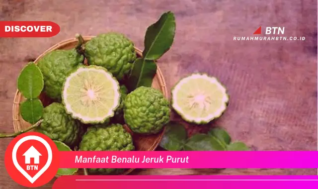 manfaat benalu jeruk purut