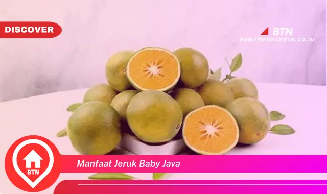 manfaat jeruk baby java