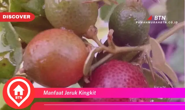 manfaat jeruk kingkit