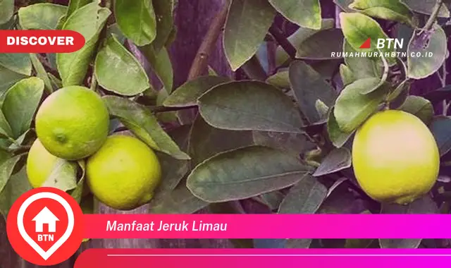 manfaat jeruk limau