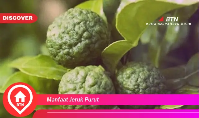 manfaat jeruk purut